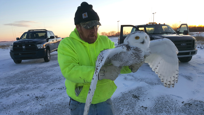 GRB teams up with wildlife groups to keep snowy owls safe