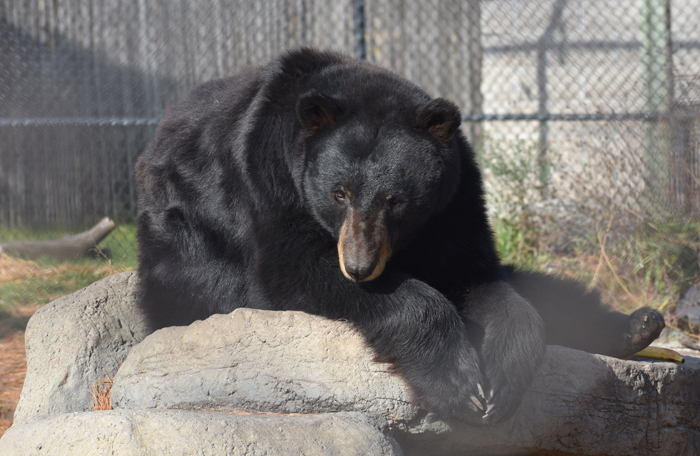 Aldo the black bear is nearly ready to slow down for the winter