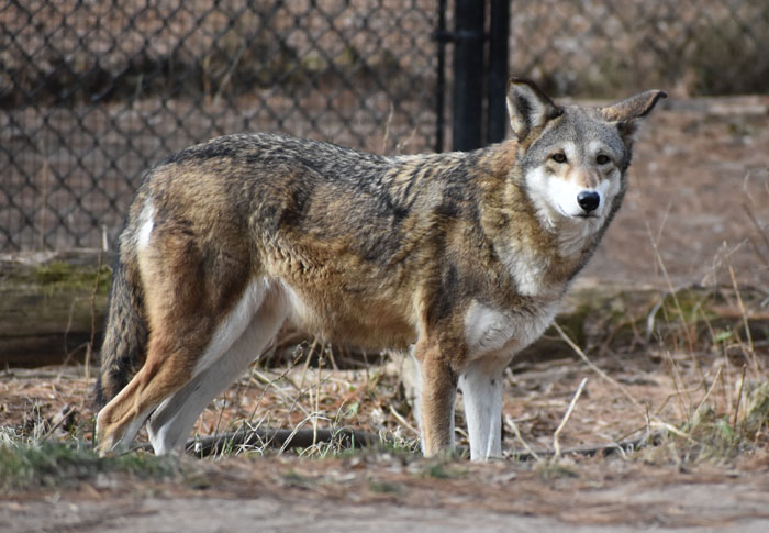 Red wolves are Animals of the Month