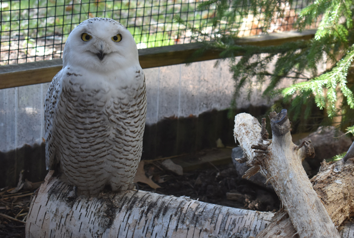 VIDEO: Snowy owl Animal of the Month at NEW Zoo