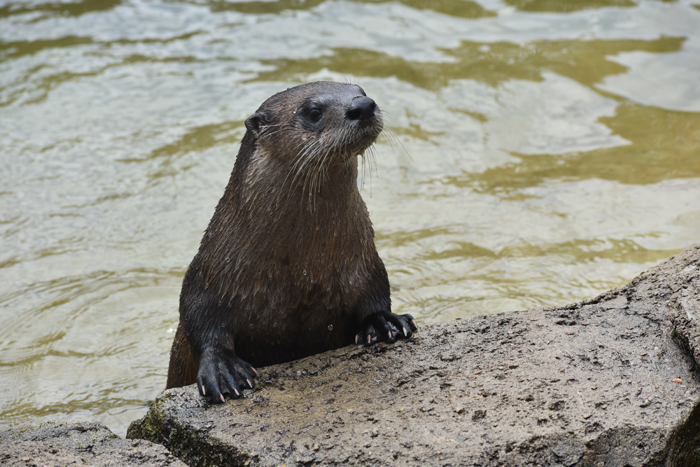 Social river otters are Animals of the Month - The Press