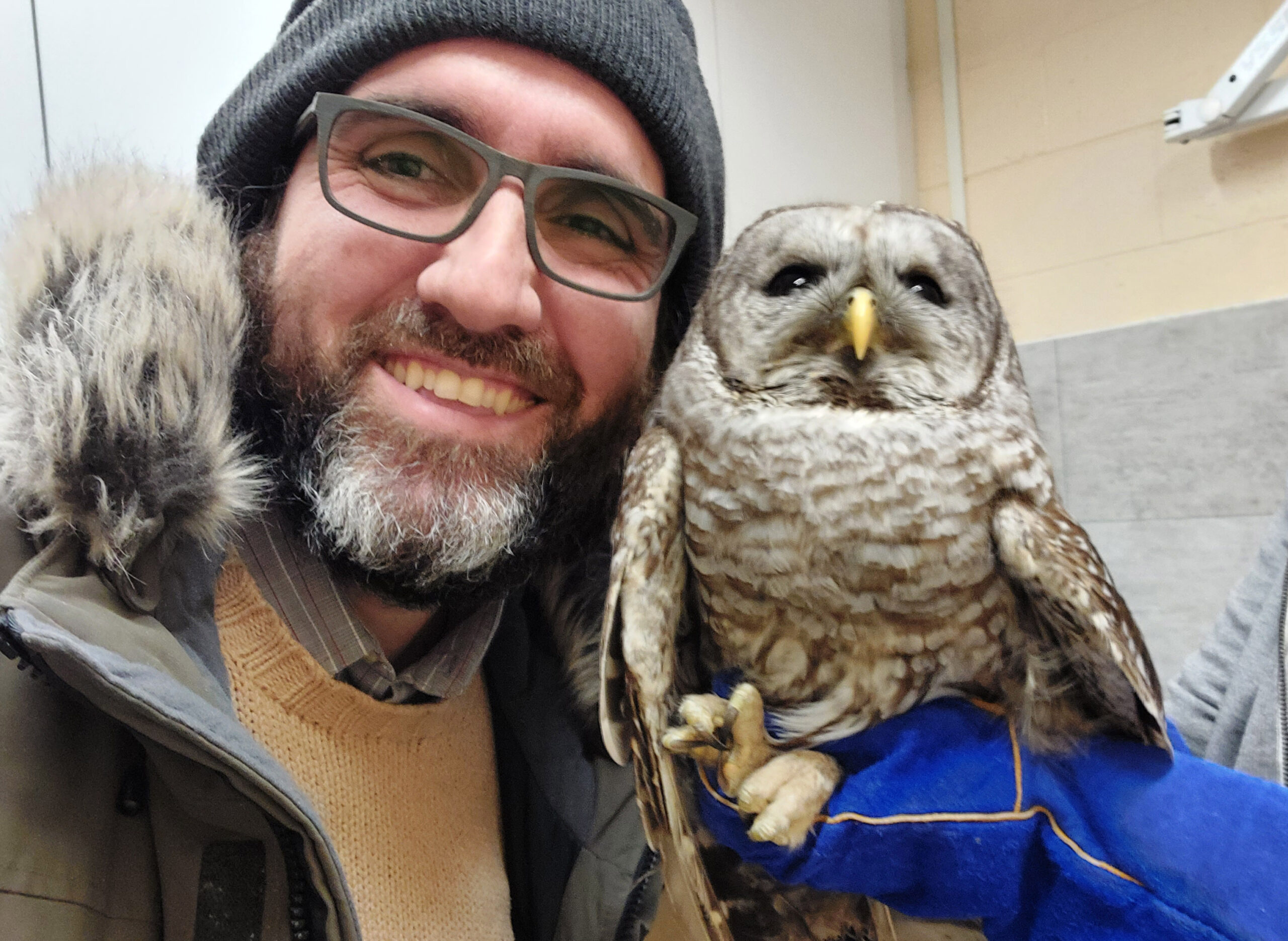 Rehabilitation animal of the month: Barred owl