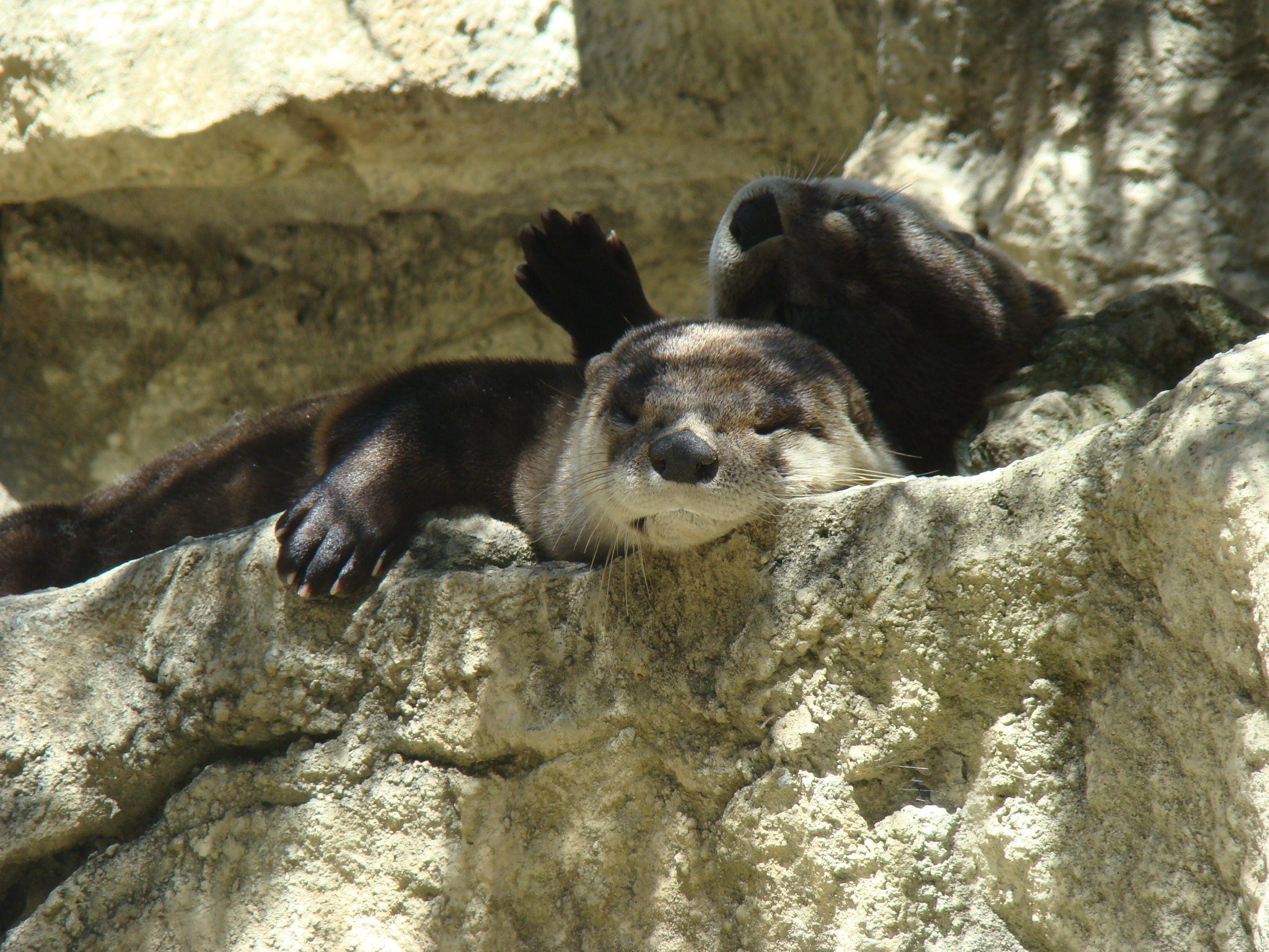Beloved otters die after fourteen years impacting lives