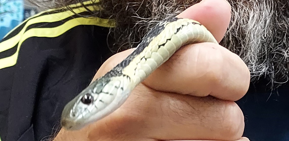 Rehabilitation animal of the month: Garter snake