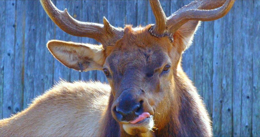 Todd the Elk